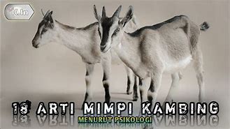 Arti Mimpi Kambing Beranak 2 Togel